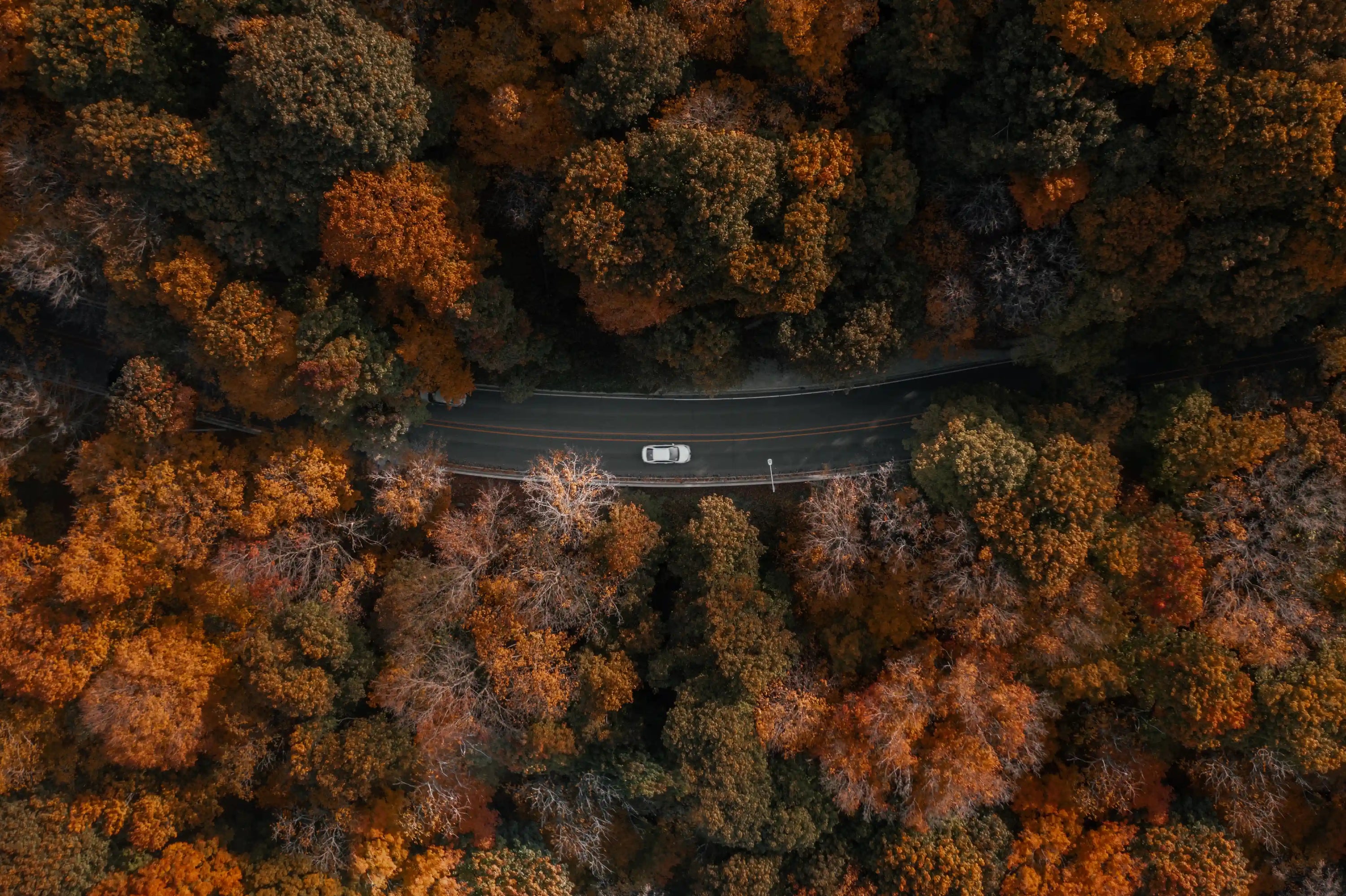Sportwagen, welcher Reifenschoner aus Flexigel® nutzt, fährt gemütlich im Herbst durch einen bunten Wald.